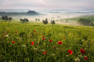 Tuscan spring - Picment