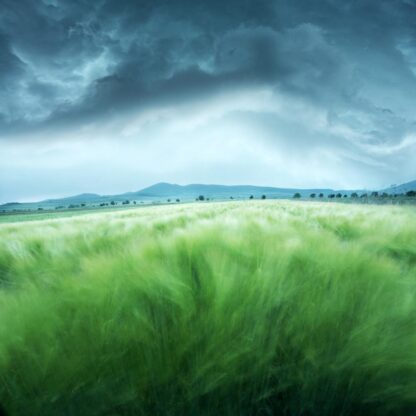 Barley Field - Picment