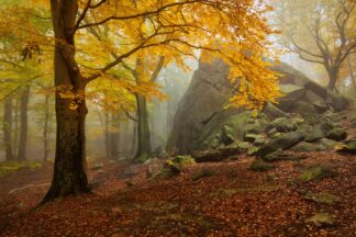 Autumn forest - Picment