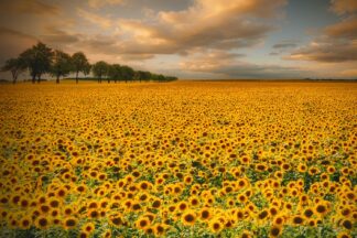 Sunflowers - Picment