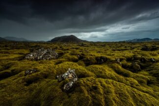 green carpet - Picment