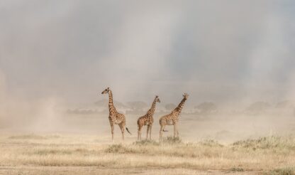 Weathering the Amboseli Dust Devils - Picment