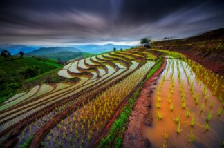 Unseen Rice Field - Picment