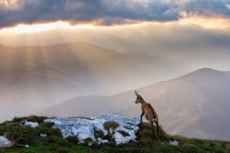 Chamois in Piatra Craiului Romania - Picment