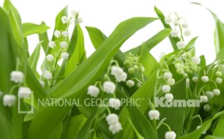 Lillies of the Valley 308-517 - Komar Lillies of the Valley 308-517 - Komar