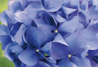 Hortensia - Purple - Komar Hortensia - Purple - Komar