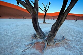 Ancient trees in the Vlei - Picment