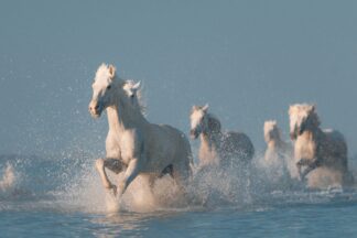 Angels of Camargue - Picment