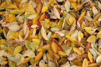 Autumn Leaves - Arnt Design