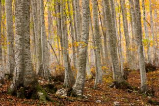 Fototapet skov - Abruzzo - Hans Kruse