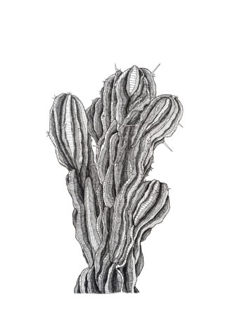 BUSH CACTUS-A3 - Pen and Ink