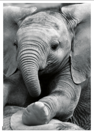 Baby Elephant - Dahl & Krohn