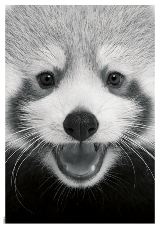 Baby Red Panda-50 x 70 - Dahl & Krohn