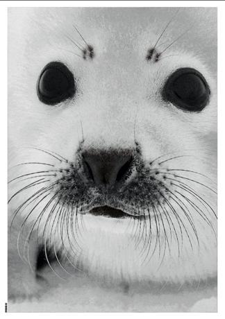 Baby Seal-50 x 70 - Dahl & Krohn