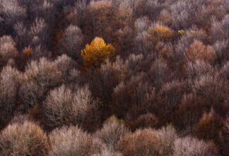 Autumn Forest - Hans Kruse