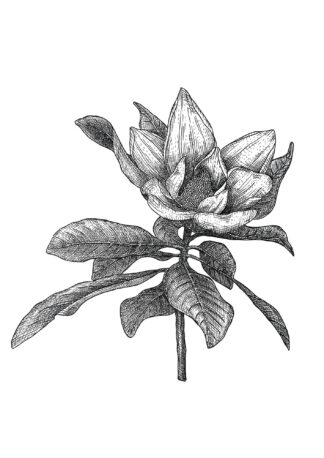 MAGNOLIA-A4 - Pen and Ink