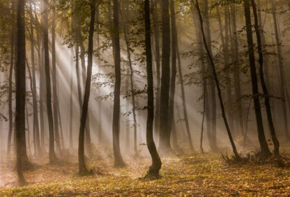 Morning Trees - Hans Kruse