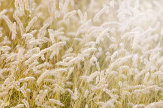 Lay in the Hay - Rebel Walls