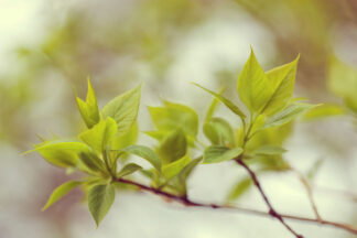 Green Leaves - Rebel Walls