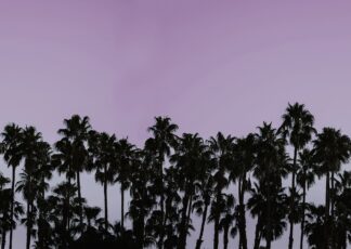 Riviera Daydream, Dusk - Rebel Walls