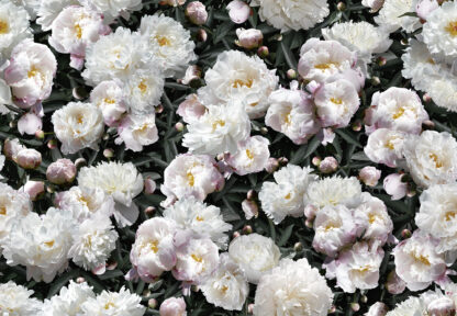 Rose Peony - Picment