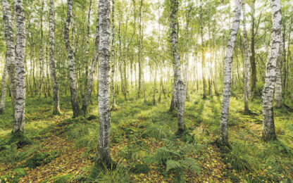 Birch Trees - Komar