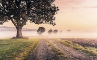 Misty Morning - Komar