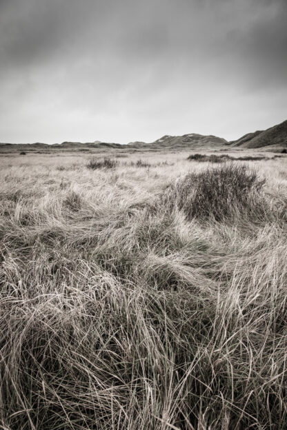 Skagen Klitplantage-A3 - Foto Factory