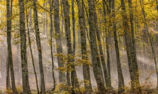 Sunbeam Forest - Hans Kruse