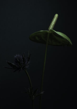 Thistle-50 x 70 - Martin Moore